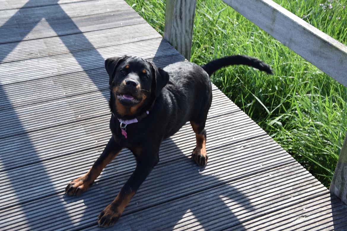 Rottweiler Kali billede 19