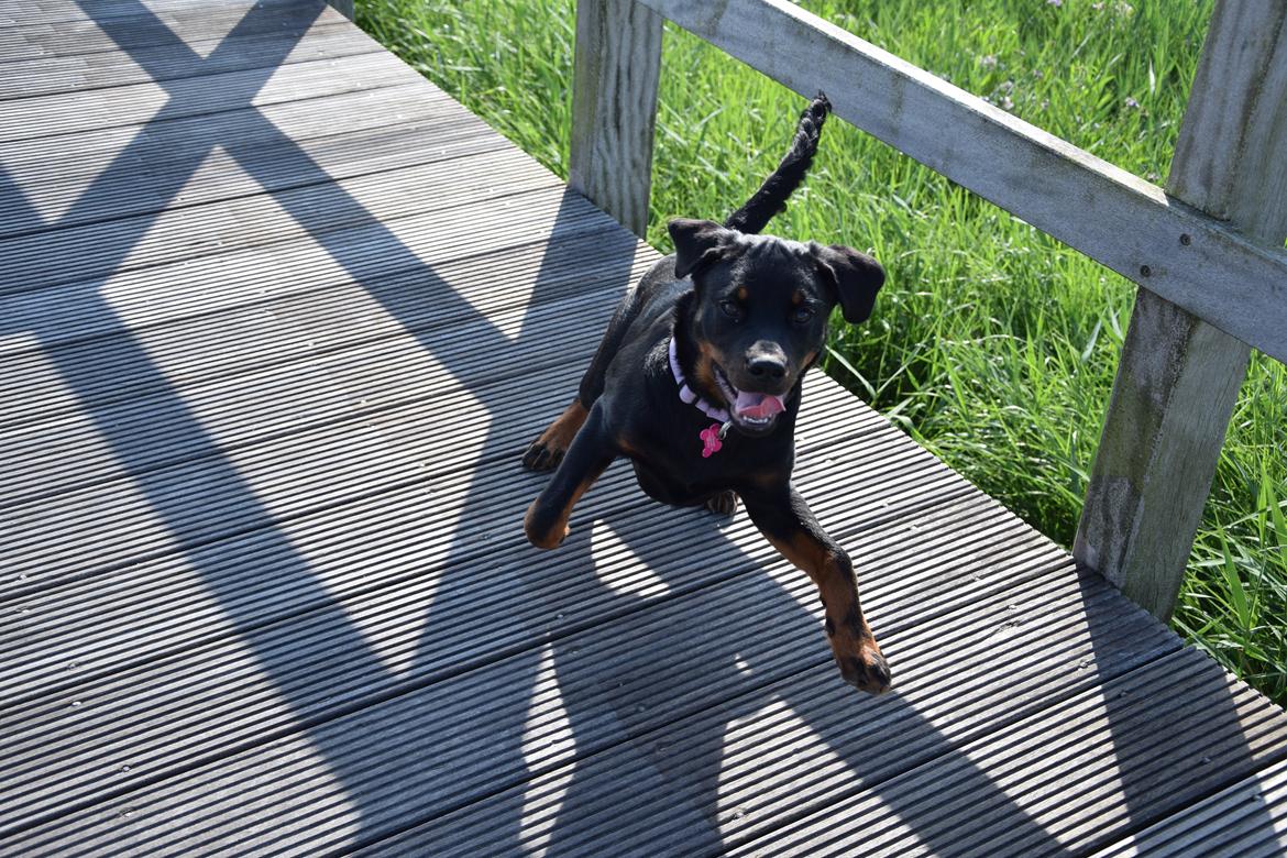Rottweiler Kali billede 18