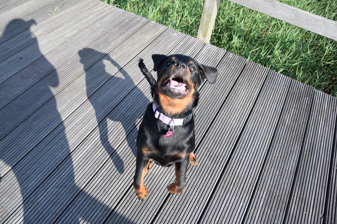 Rottweiler Kali billede 17