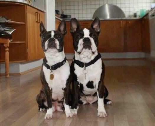 Boston terrier Cassiopeia  billede 35
