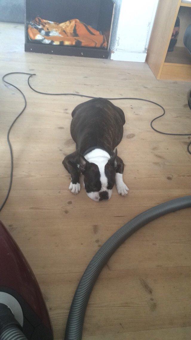 Boston terrier Cassiopeia  billede 37