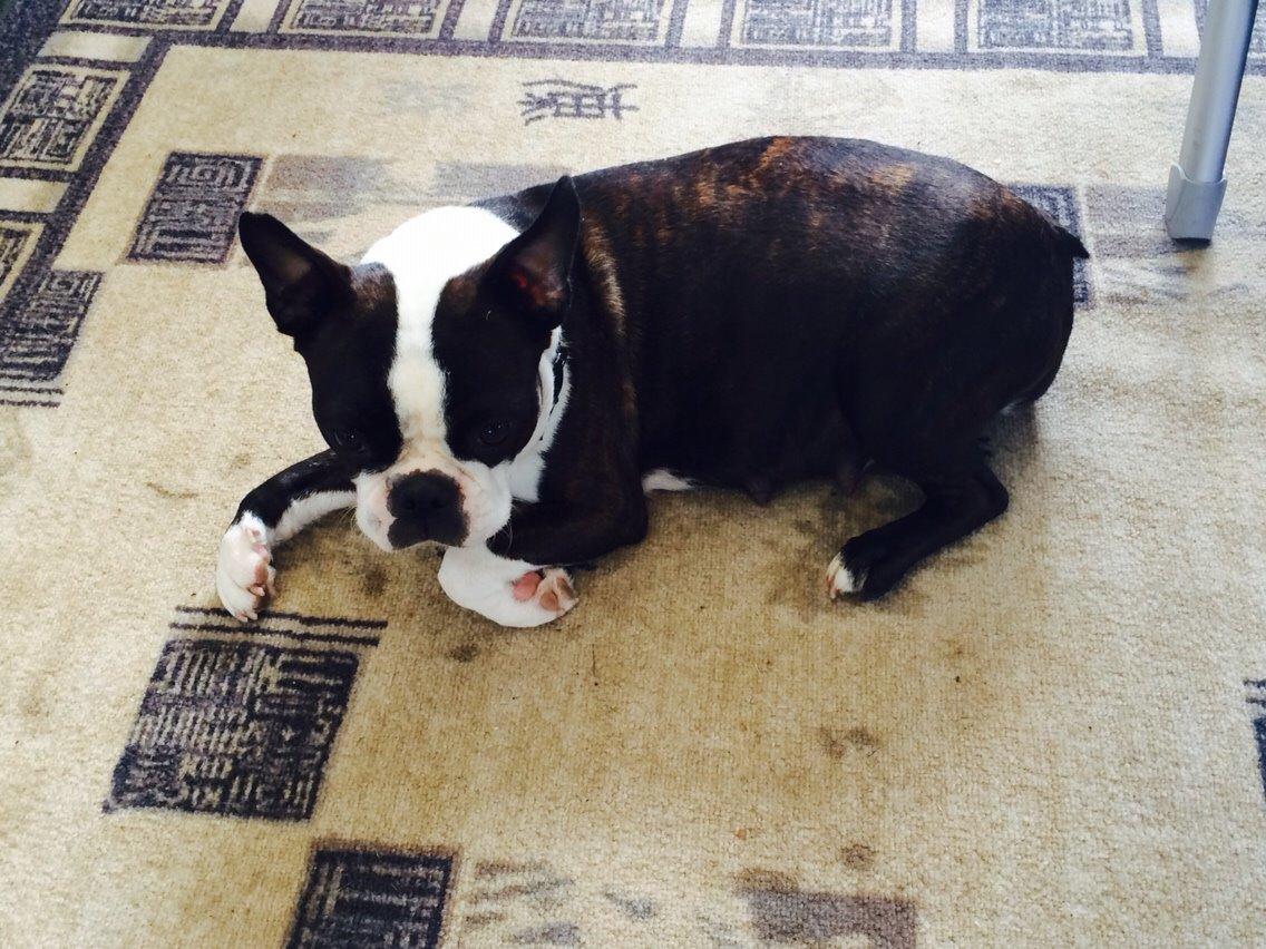 Boston terrier Cassiopeia  billede 36