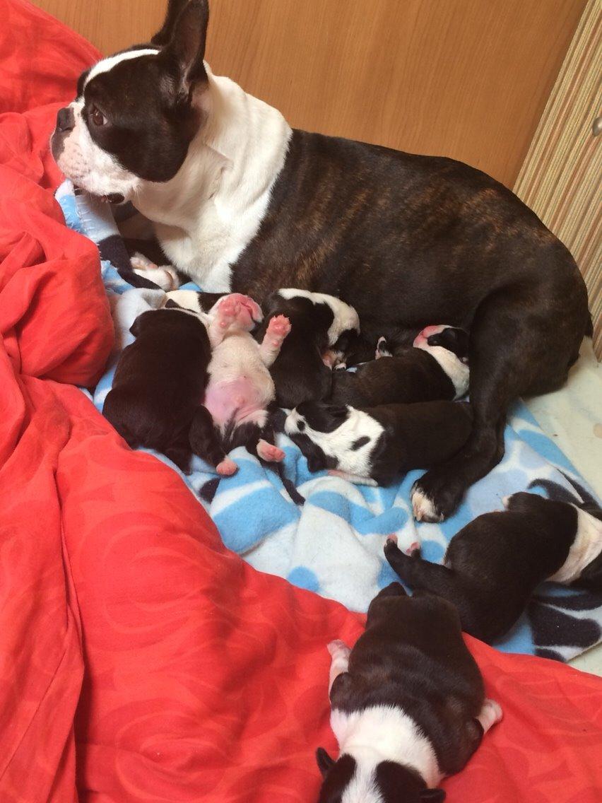 Boston terrier Cassiopeia  billede 38