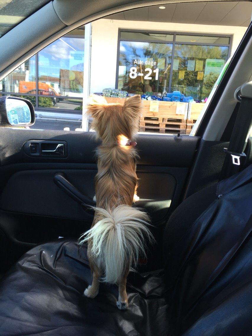 Blanding af racer Aya billede 15