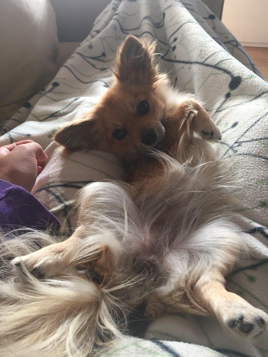 Blanding af racer Aya billede 16