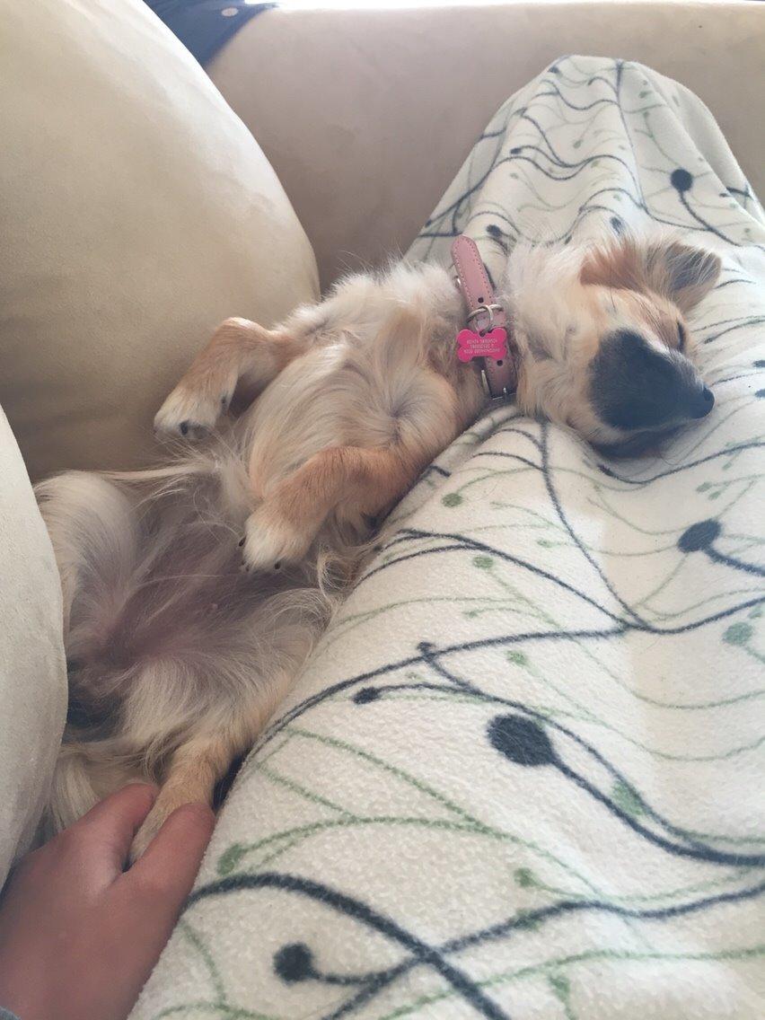 Blanding af racer Aya billede 17