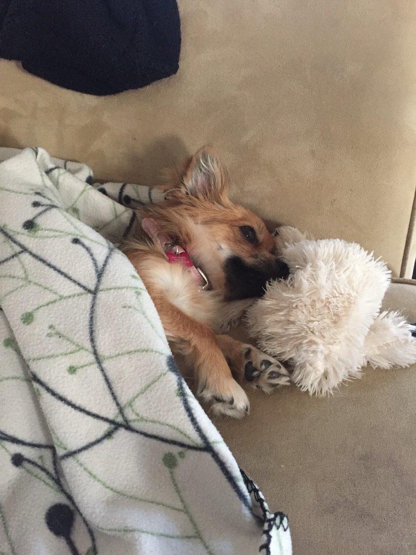 Blanding af racer Aya billede 18