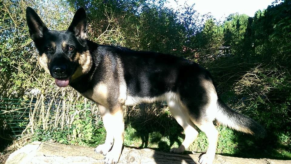 Schæferhund Juice 17/2-2011 - 7/9-2021 - Juice leger på træstammen i haven.. hun leger vidst højavls schæfer ;) Lille skat heldigvis er du lige i ryggen - ikke skrå. (Sept. 2015) billede 15