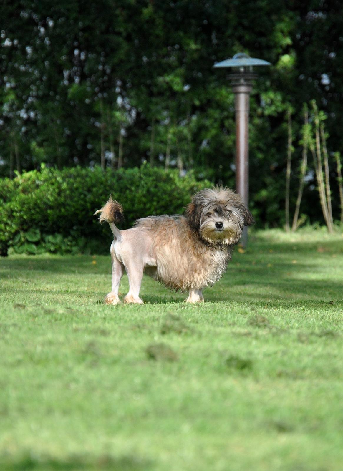Løwchen Felix *Lions of Denmark Gipsy in gold* - Haven. Nu hegnet ind. Jeg tror det er pga Aske. billede 3