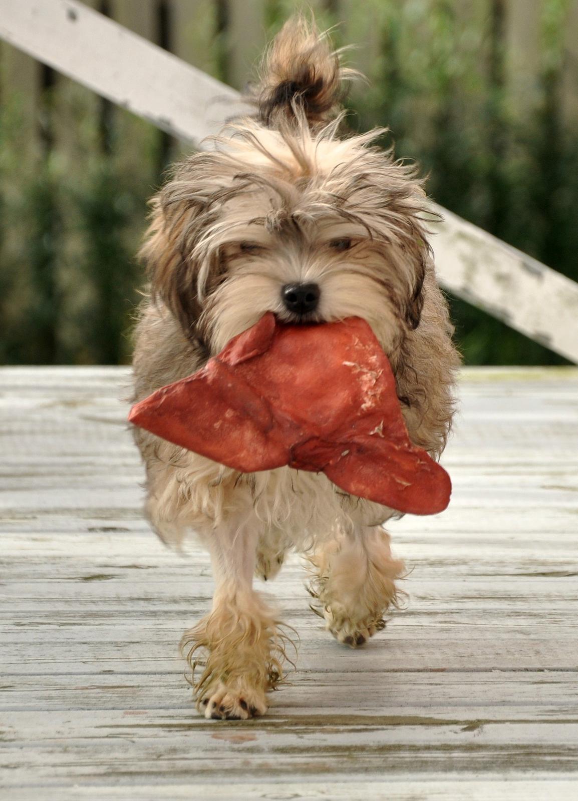 Løwchen Felix *Lions of Denmark Gipsy in gold* - Store snacks. Jeg tager imod og går i krig, tænker jeg enten vokser, eller mor lærer at købe mindre stykker. billede 4