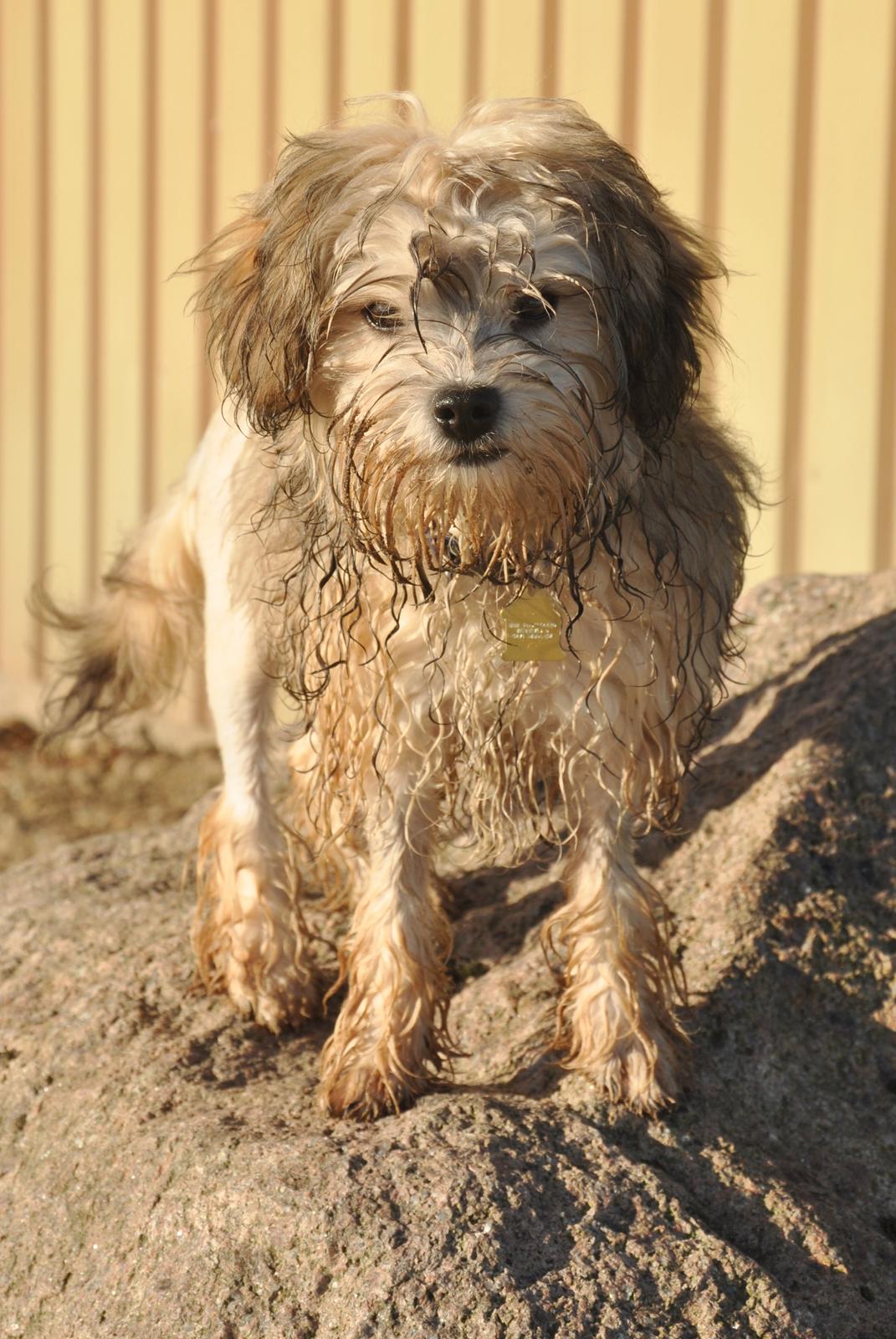 Løwchen Felix *Lions of Denmark Gipsy in gold* - Pelshund og skovture. Min mor siger dette tvivlende tit. Jeg ved ikke hvad problemet er, jeg er en hund! Hunde elsker skoven :D billede 6