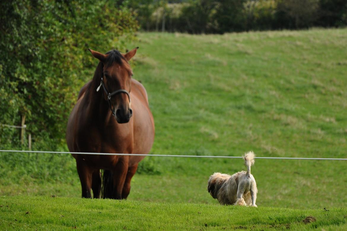 Løwchen Felix *Lions of Denmark Gipsy in gold* - Vi har heste i baghaven. De er kæmpestore, men jeg er ikke bange. Ikke længere, og har aldrig været RIGTIG bange. Men de er altså lidt store, så det var rart med mor ved siden af. billede 7