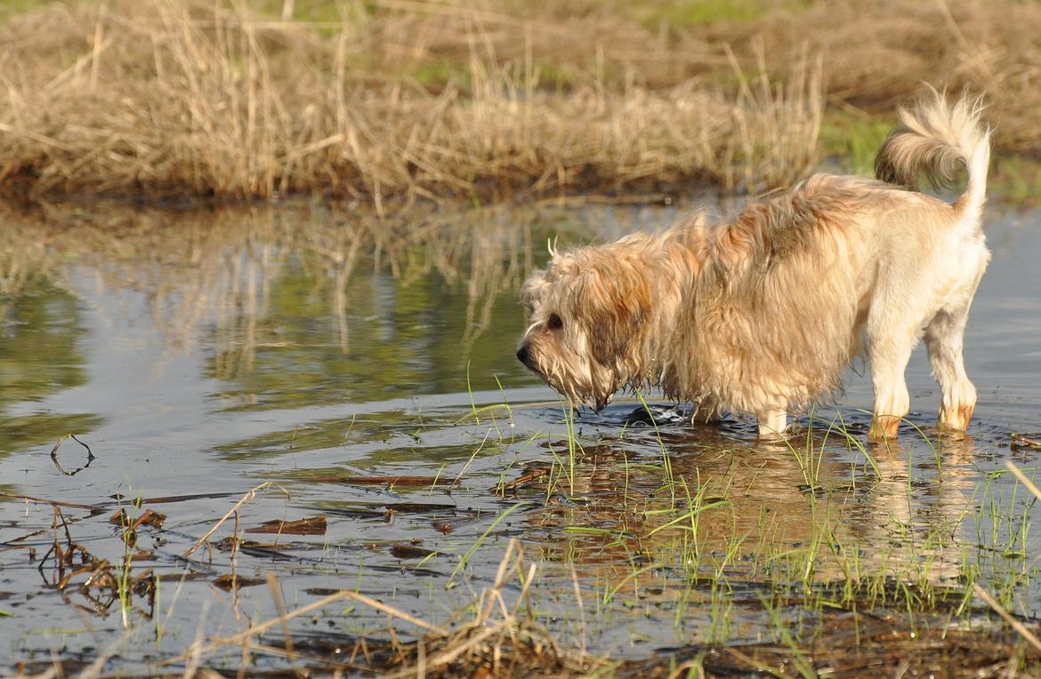 Løwchen Felix *Lions of Denmark Gipsy in gold* - Mit private hav! Mor siger det er en vandpyt i lavningen på marken, men for mig er det et hav! :D billede 8