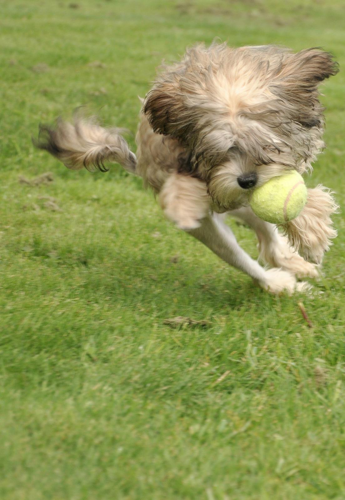 Løwchen Felix *Lions of Denmark Gipsy in gold* - Bold! Leg! Løbe!!! Jeg er hurtig som lynet, og elsker at lege! Med alt :D billede 5