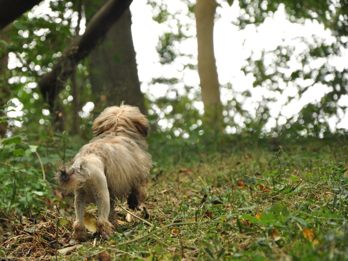 Løwchen Felix *Lions of Denmark Gipsy in gold* - Vi har også en skov. Jeg går morgentur i skoven. Jeg elsker det! billede 11