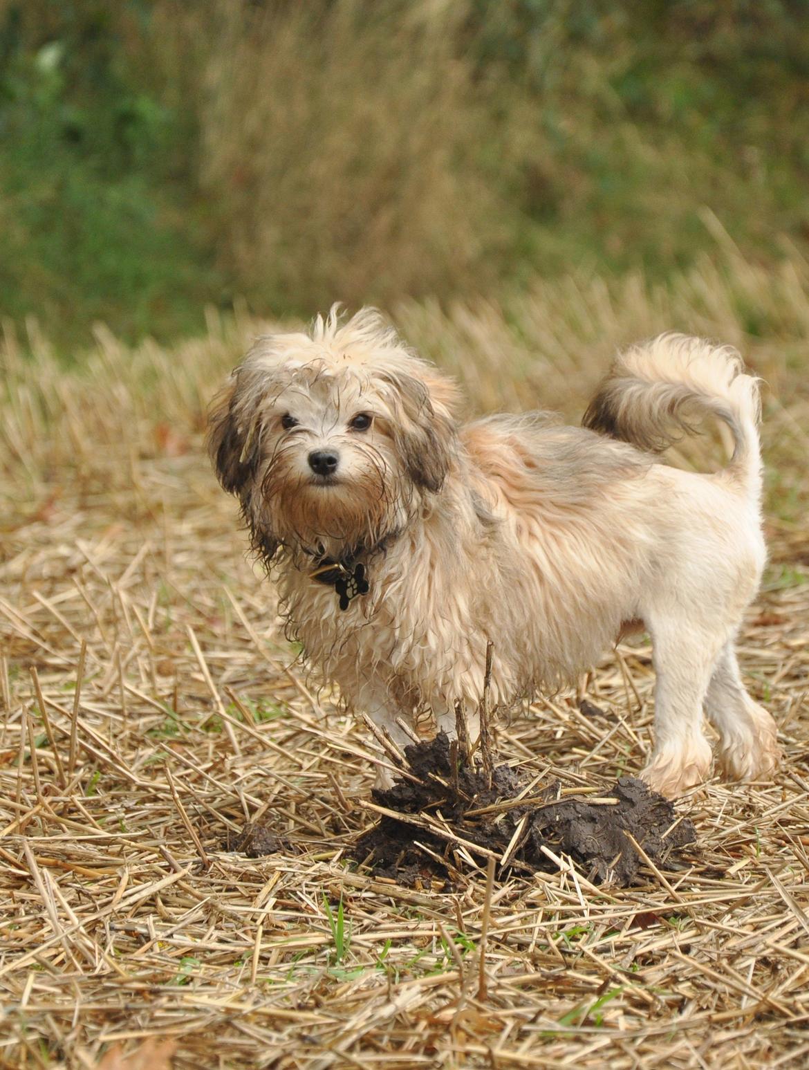Løwchen Felix *Lions of Denmark Gipsy in gold* - Inden jeg graver er jeg ved at lære, at mor lige skal spørges først. Jeg spørger pænt, og må næsten altid :D billede 10