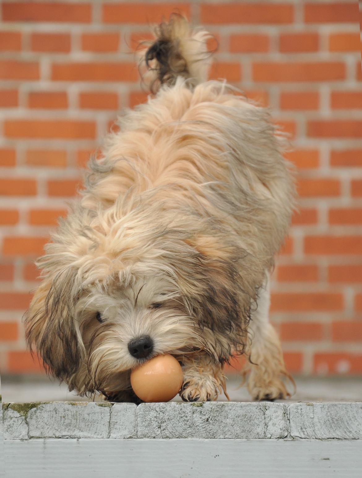 Løwchen Felix *Lions of Denmark Gipsy in gold* - Vi har høns! Jeg hjælper med at passe dem, jeg får æg for det =D billede 13