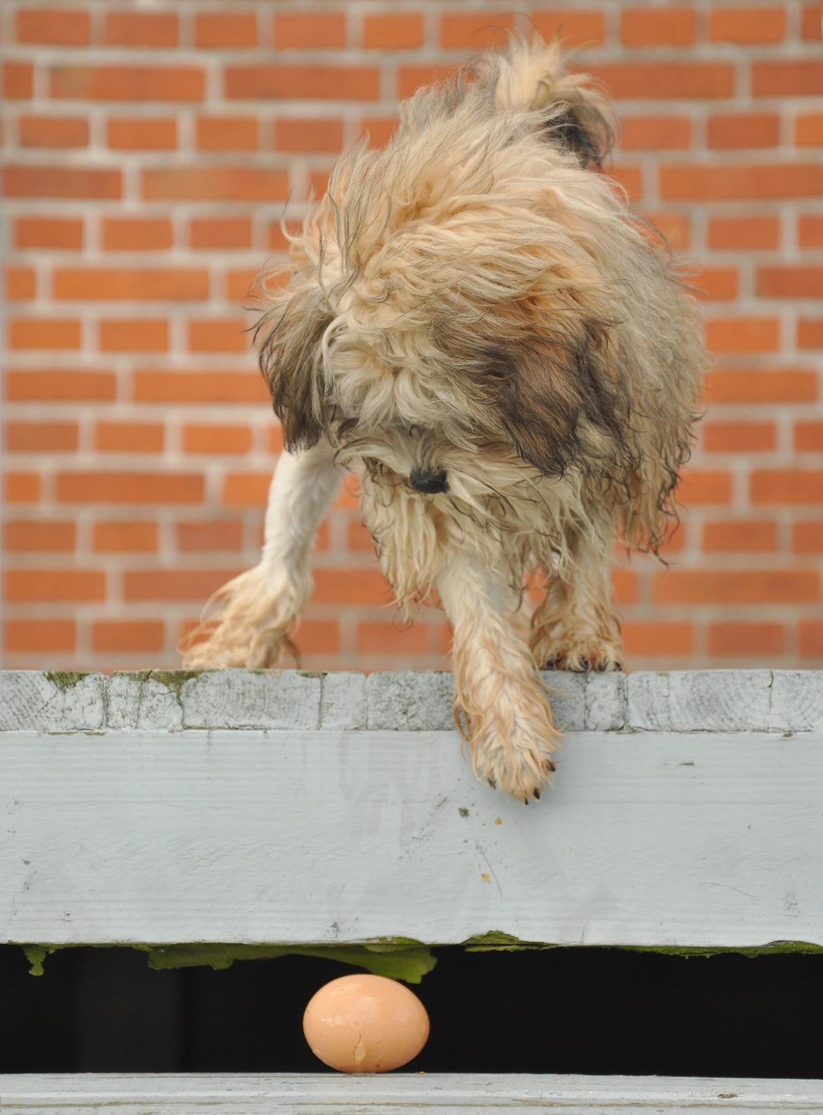 Løwchen Felix *Lions of Denmark Gipsy in gold* - Jeg skal selv finde ud af at åbne ægget, jeg leger bare med det indtil der går hul :D billede 14