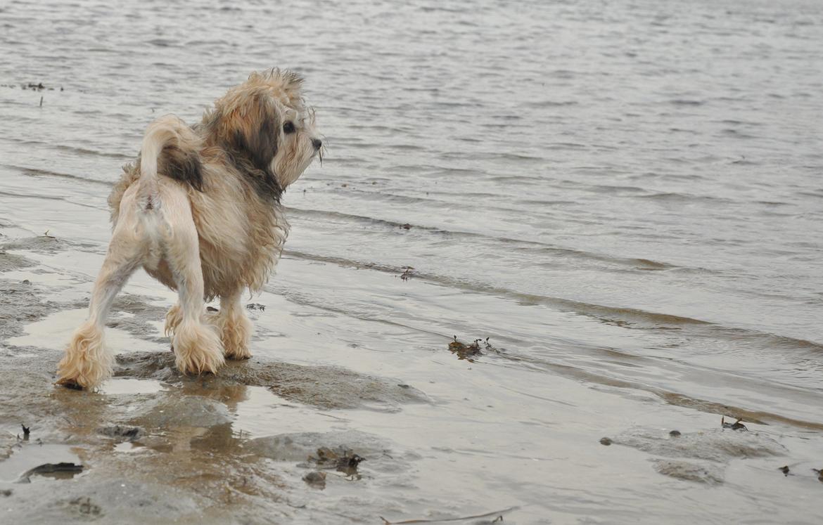Løwchen Felix *Lions of Denmark Gipsy in gold* - På stranden. Ved det rigtige hav! Det er større end hjemme, men lige så vådt. billede 15