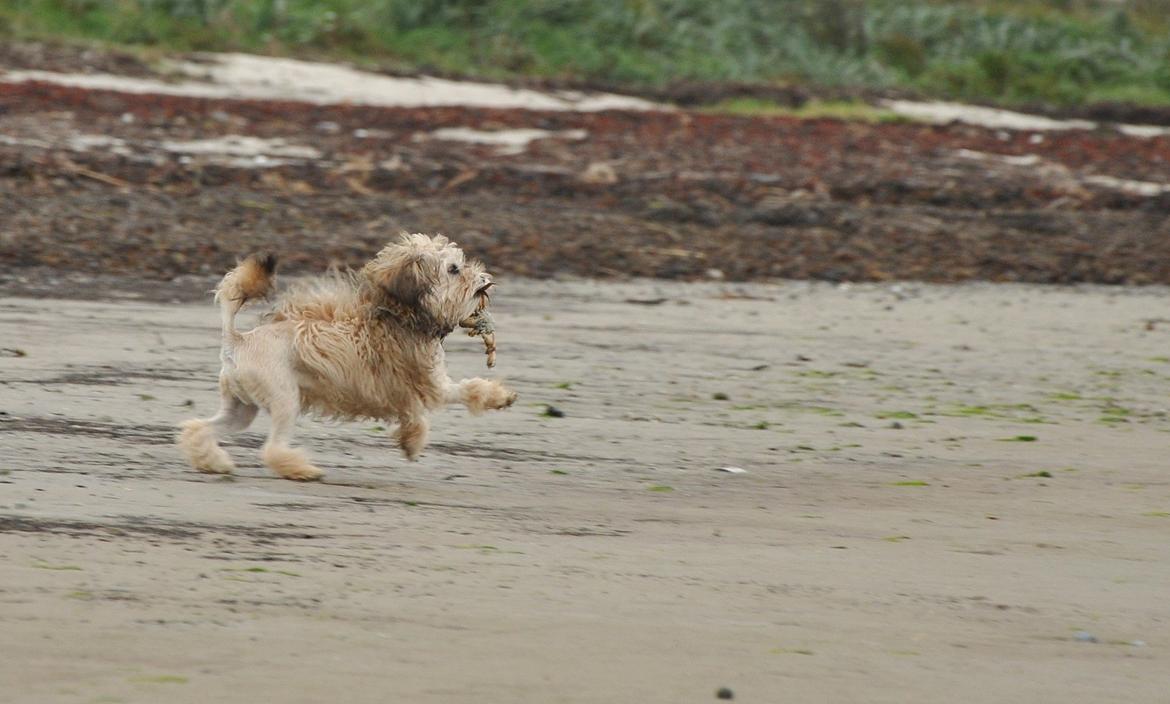 Løwchen Felix *Lions of Denmark Gipsy in gold* - Elsker at lege på stranden. Masser af plads, og havluften skulle være så sund =D billede 16