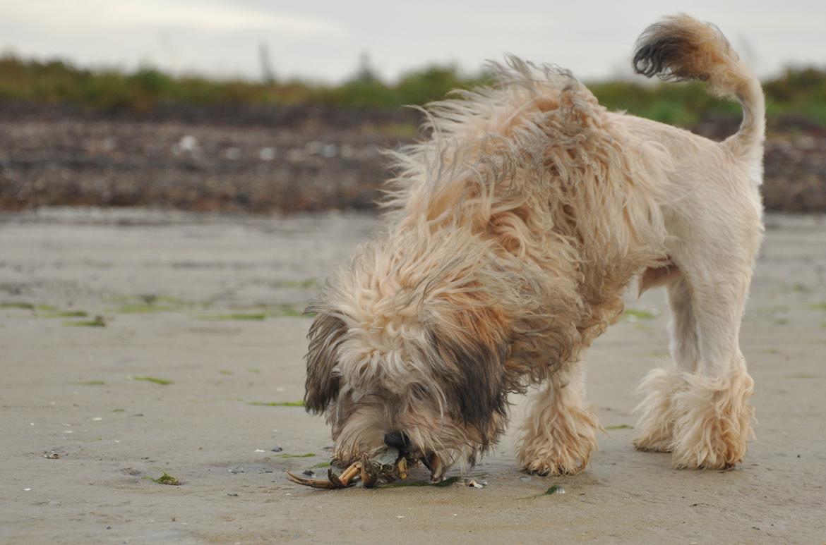 Løwchen Felix *Lions of Denmark Gipsy in gold* - Krabber er også sunde. Jeg spiser dem.  billede 17