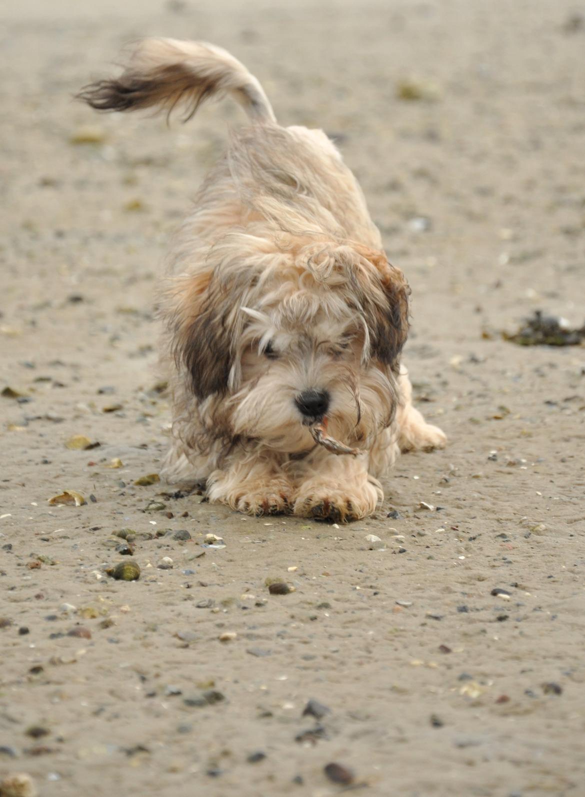 Løwchen Felix *Lions of Denmark Gipsy in gold* - Inviterer mor til leg med en krappeklo. Hun elskede den, men ville ikke smage. Pyt, mere til mig :D billede 18