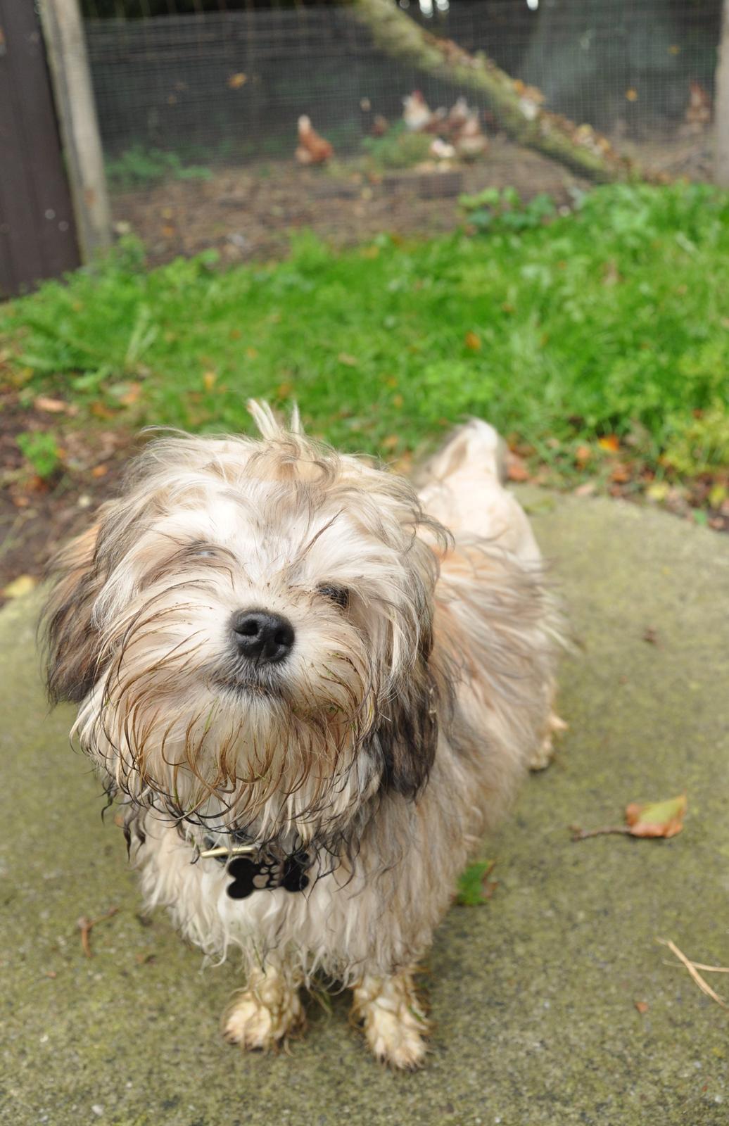 Løwchen Felix *Lions of Denmark Gipsy in gold* - Kontaktøvelse hos hønsene - jeg er så dygtig :D billede 19