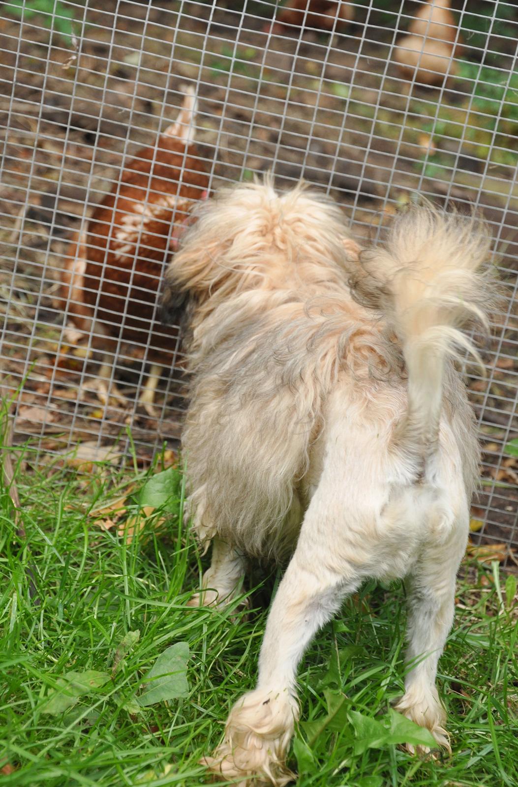 Løwchen Felix *Lions of Denmark Gipsy in gold* - Høner er nysgerrige. Hanen er ikke gal på mig mere heldigvis. Jeg er også meget rolig :D billede 20