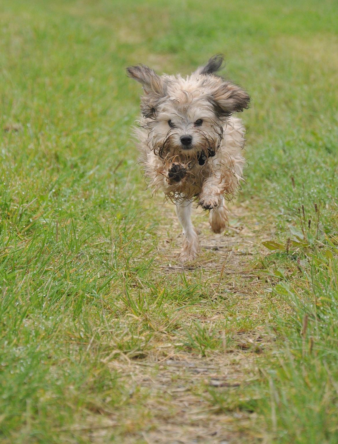 Løwchen Felix *Lions of Denmark Gipsy in gold* - Mor siger jeg har 3 gear. Stå og glo, spæne afsted og så koma. billede 12