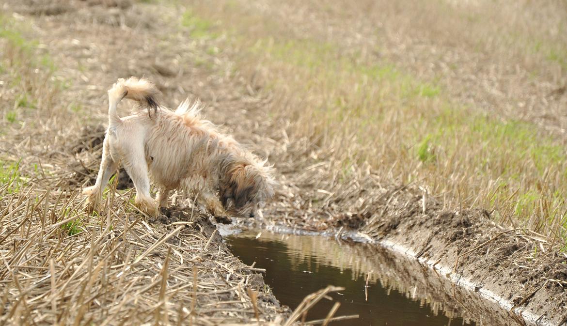 Løwchen Felix *Lions of Denmark Gipsy in gold* - Mere hav ! billede 21