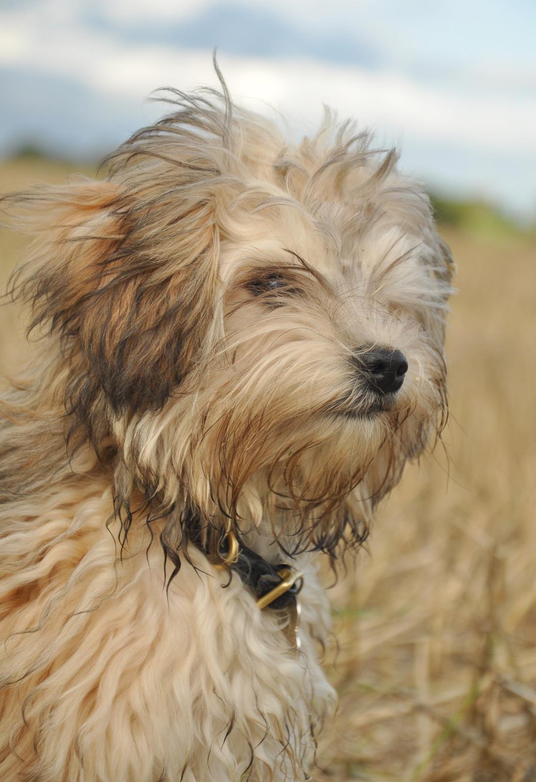 Løwchen Felix *Lions of Denmark Gipsy in gold* - Mor er vild med at lege med sit store monstrum af et kamera. Jeg øver mig på at blive siddende selvom hun bliver nødt til at lægge sig helt ned for at tage billeder :) billede 22