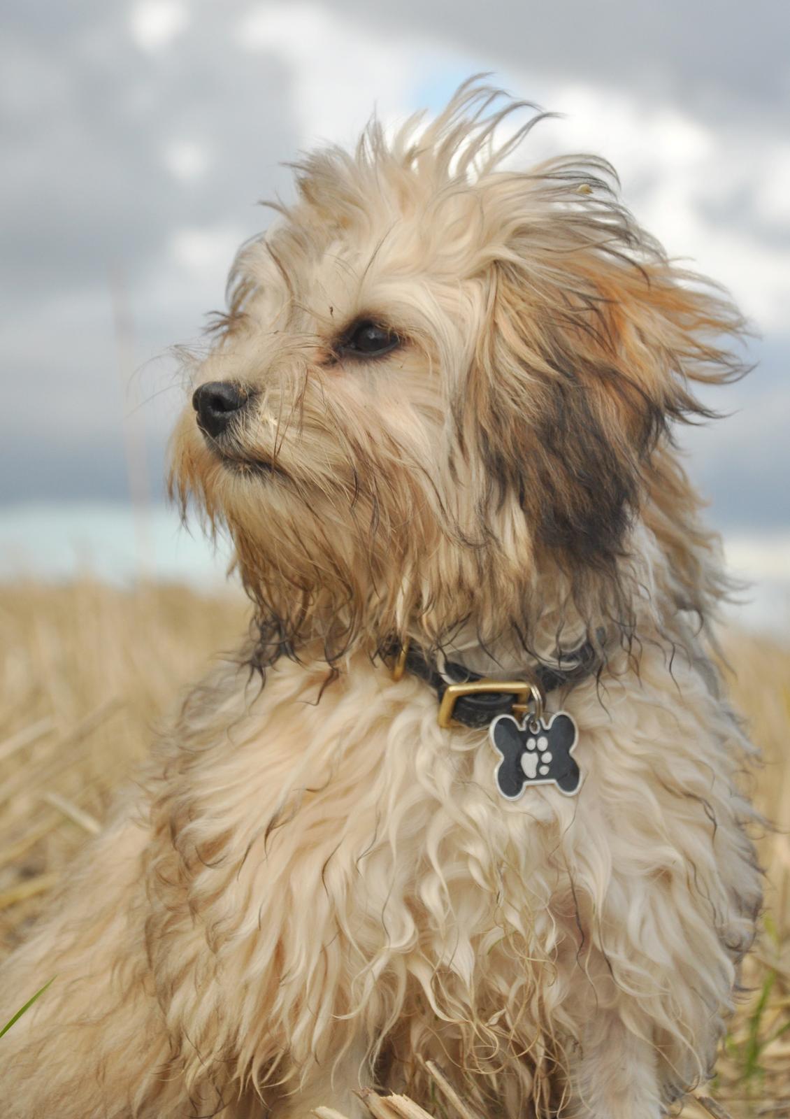 Løwchen Felix *Lions of Denmark Gipsy in gold* - Fuld figur. Jeg er nu smuk, hva? billede 23
