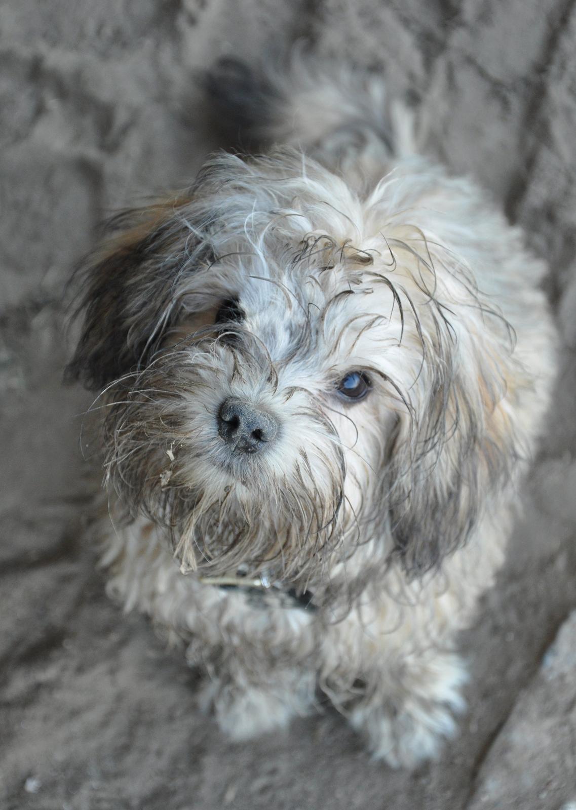 Løwchen Felix *Lions of Denmark Gipsy in gold* - Stadig smuk! Maskinhuset er det bedste sted i verden, deer er bare "lidt" støvet :D billede 24