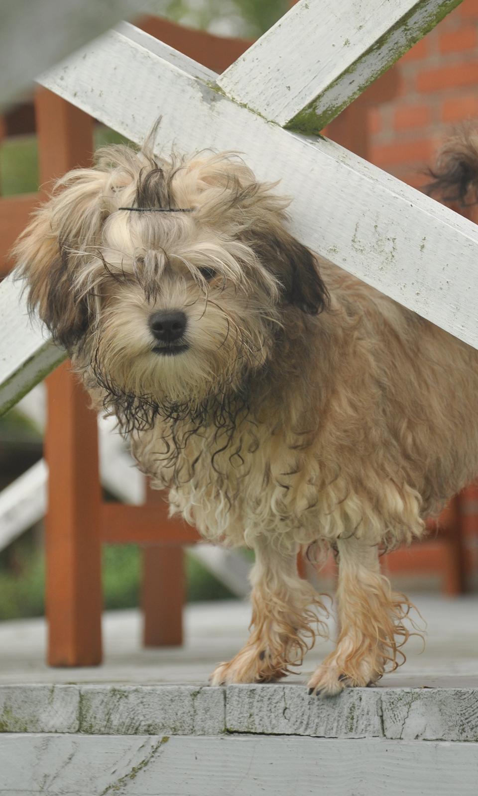 Løwchen Felix *Lions of Denmark Gipsy in gold* - Inden min mor klippede mit pandehår (skævt og hakket) prøvede hun med hårnåle. Det holdt 30 min :D billede 25