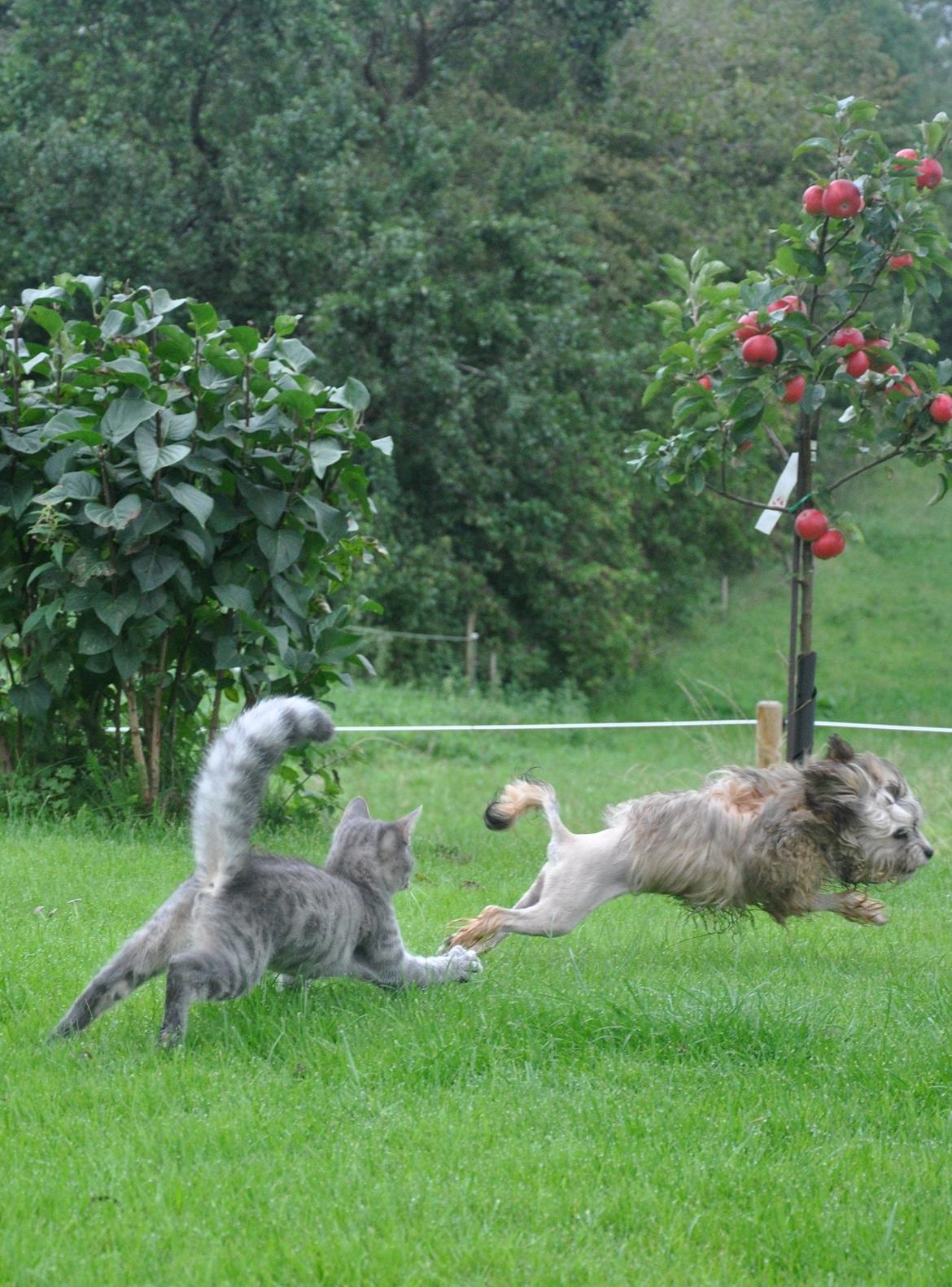 Løwchen Felix *Lions of Denmark Gipsy in gold* - Aske og mig! Billedet er fra den første dag hjemme. Vi leger fange :D billede 26