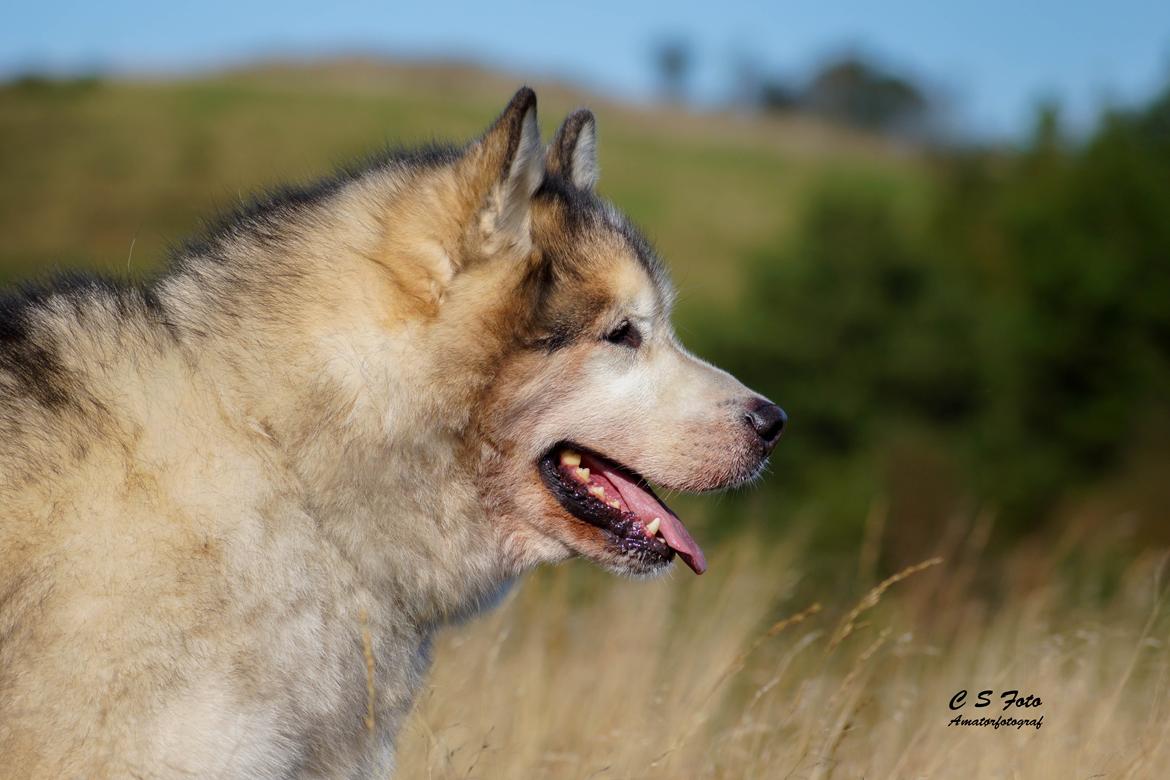 Alaskan malamute Ricky - Taget af C S Foto 270915 billede 10