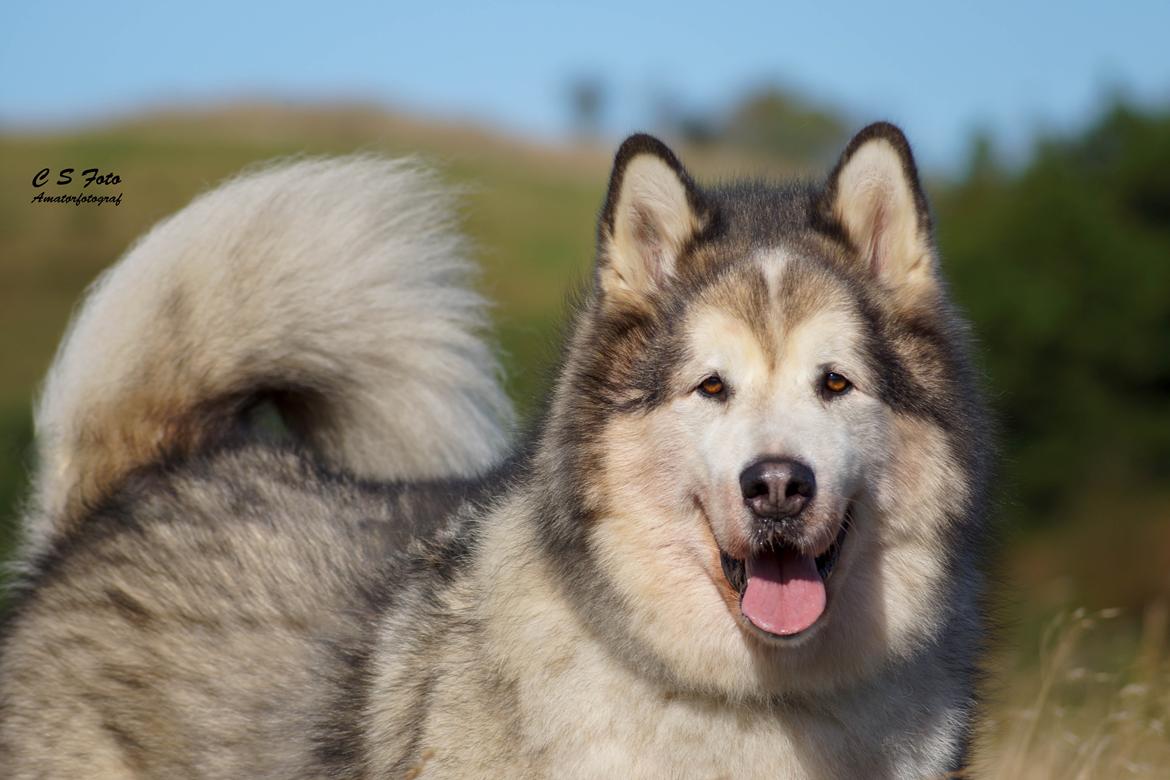 Alaskan malamute Ricky - Taget af C S Foto 270915 billede 14