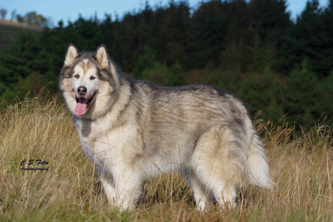 Alaskan malamute Ricky - Taget af C S Foto 270915 billede 3