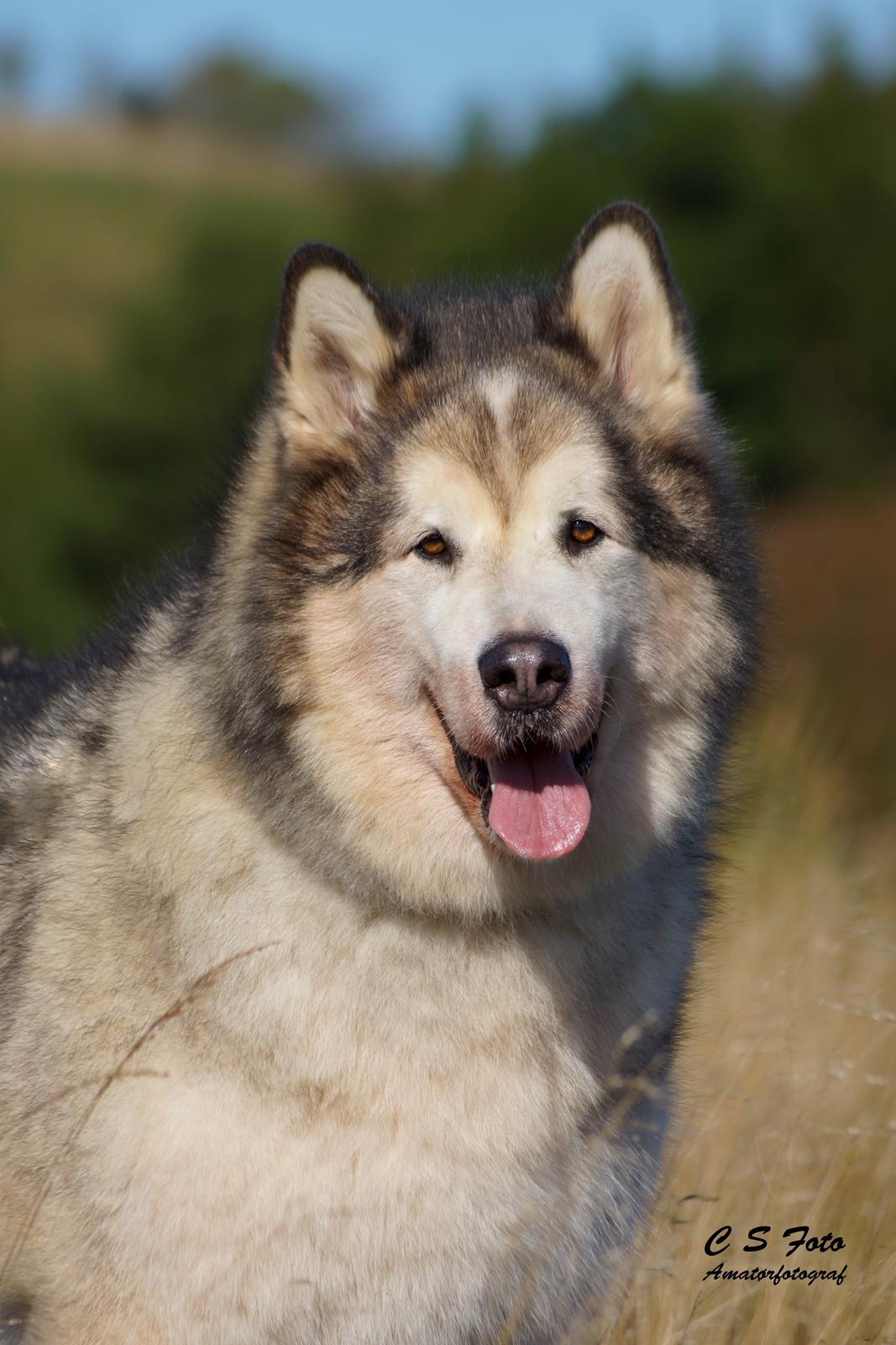 Alaskan malamute Ricky - Taget af C S Foto 270915 billede 13