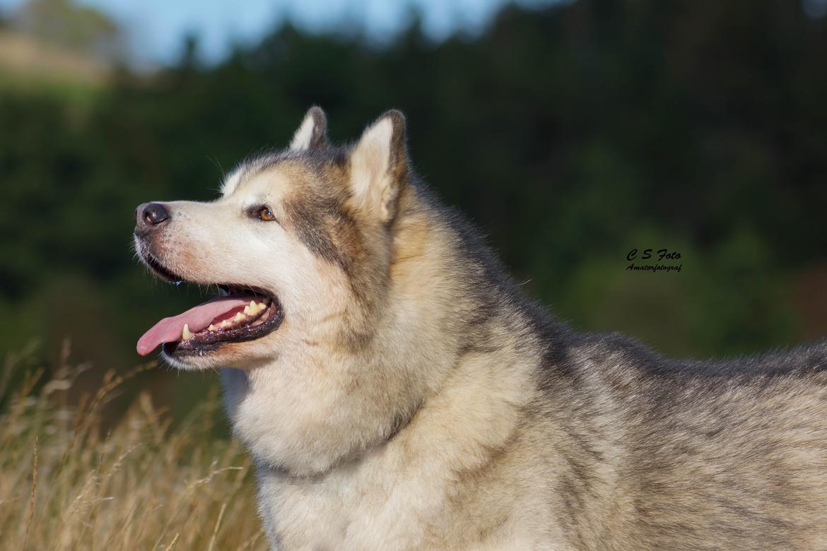 Alaskan malamute Ricky - Taget af C S Foto 270915 billede 1