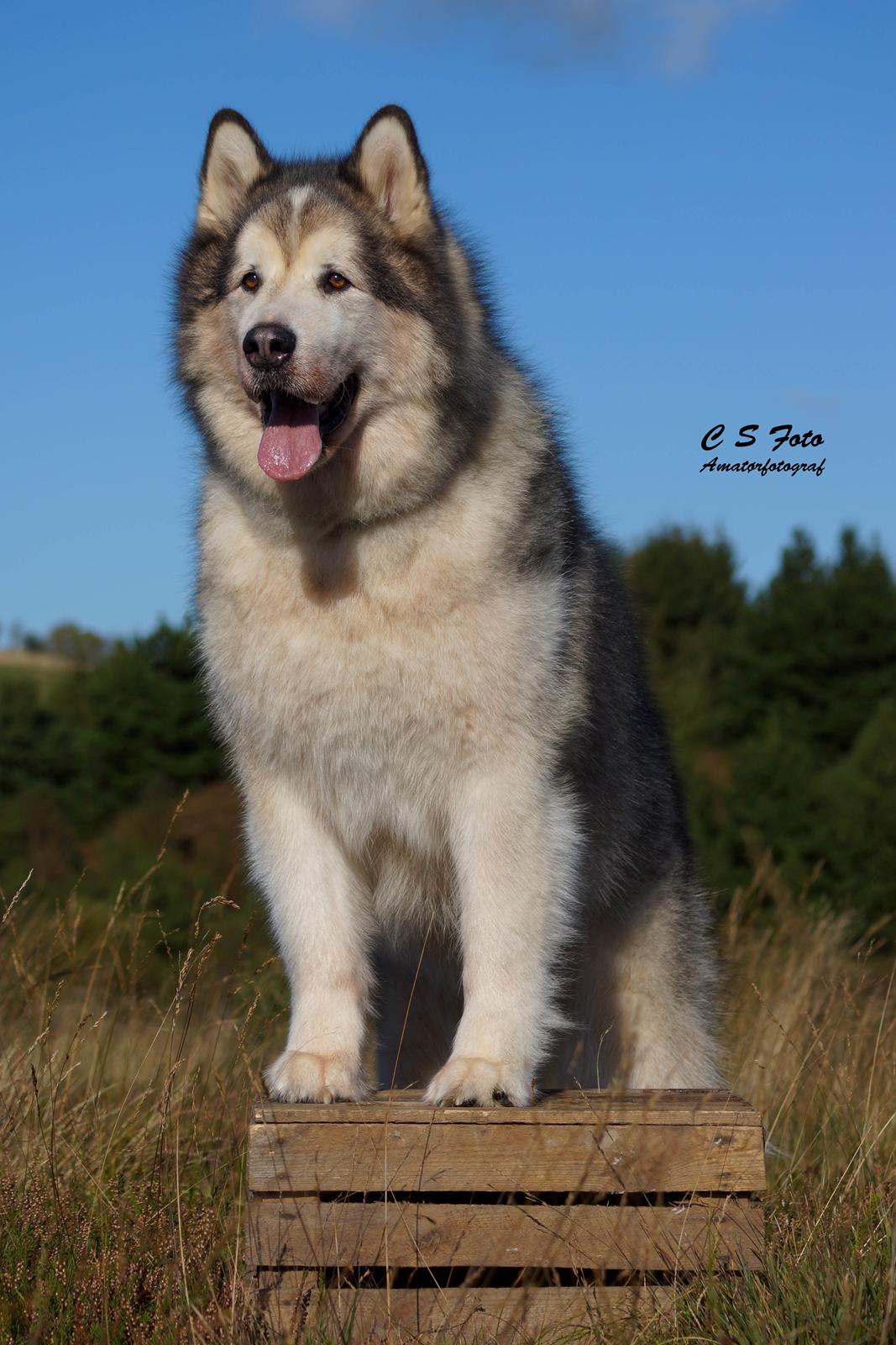 Alaskan malamute Ricky - Taget af C S Foto 270915 billede 6