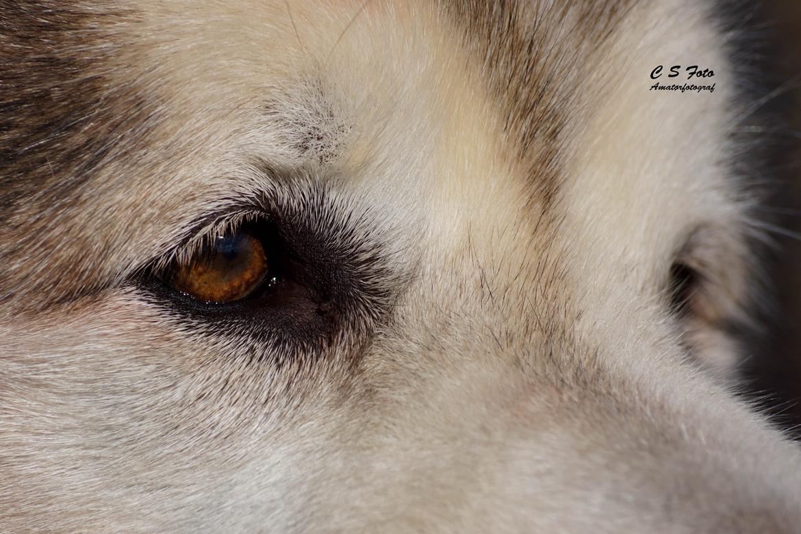 Alaskan malamute Ricky - Taget af C S Foto 270915 billede 11