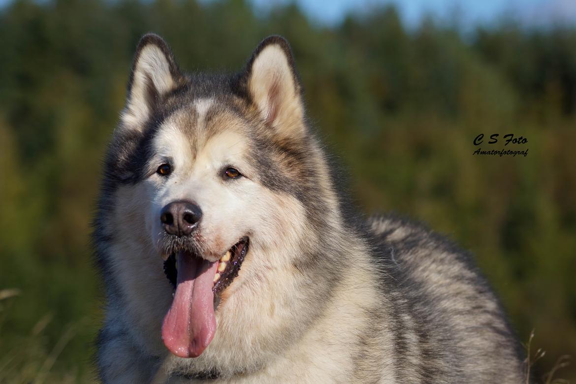 Alaskan malamute Ricky - Taget af C S Foto 270915 billede 12