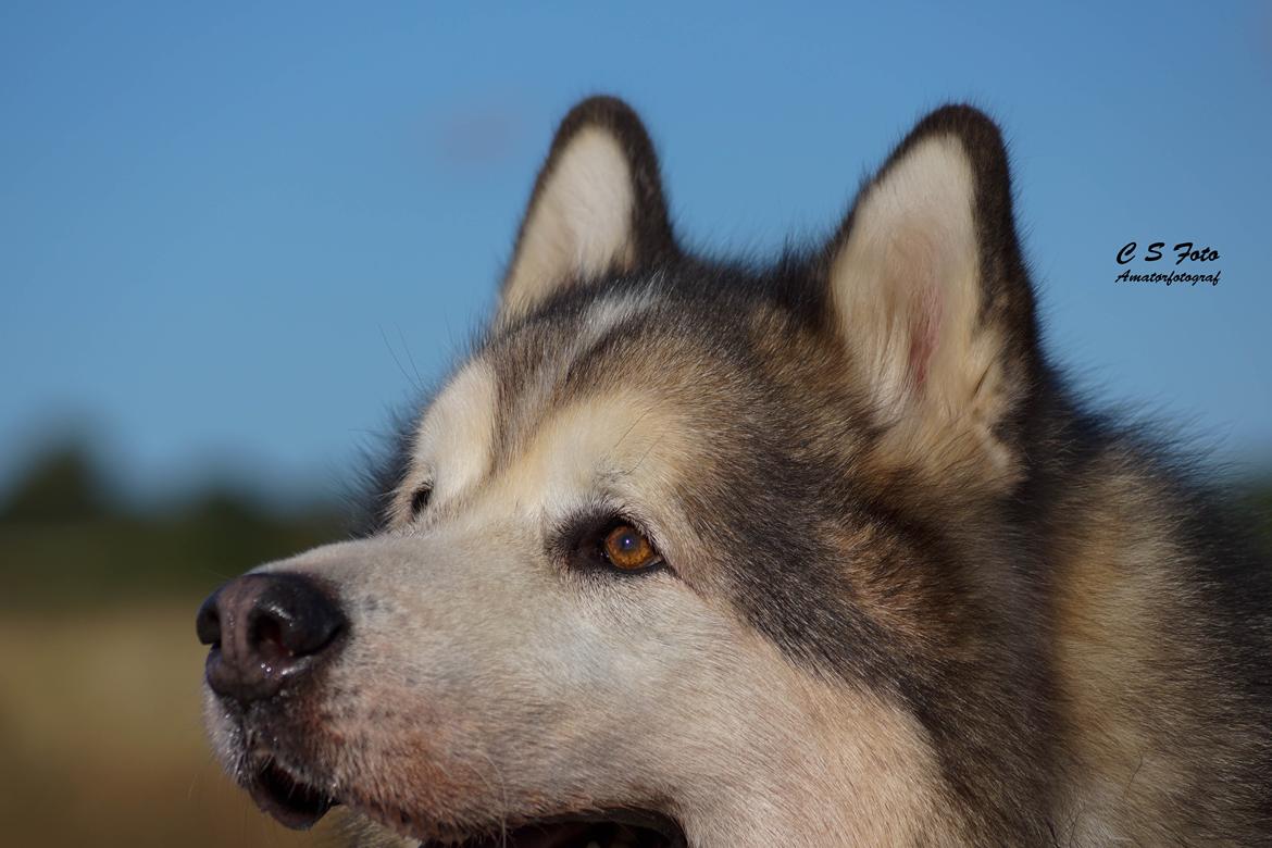 Alaskan malamute Ricky - Taget af C S Foto 270915 billede 15
