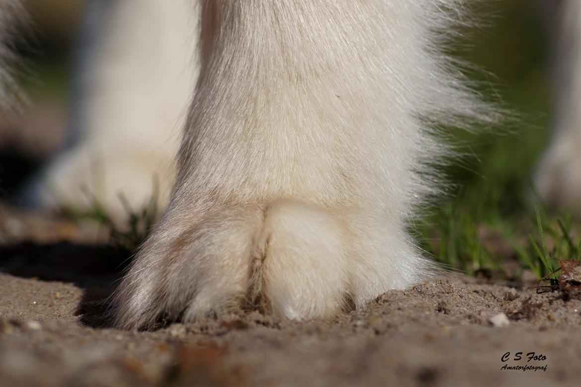 Alaskan malamute Ricky - Taget af C S Foto 270915 billede 9