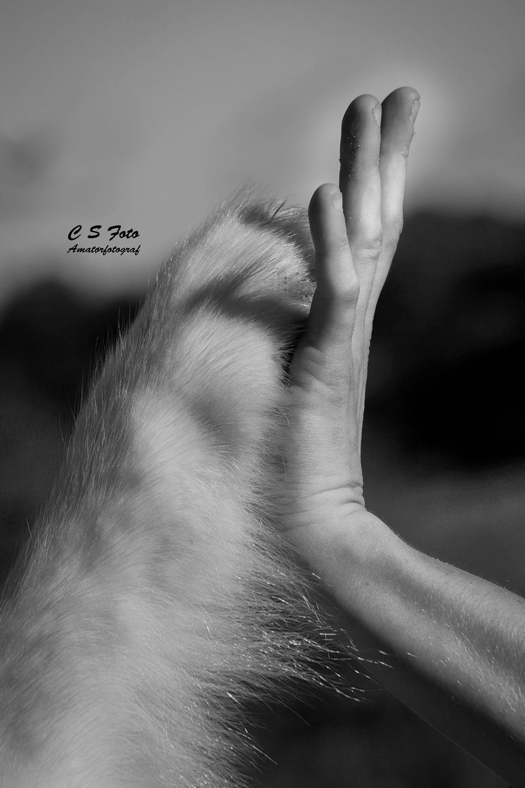 Alaskan malamute Ricky - Taget af C S Foto 270915 billede 7