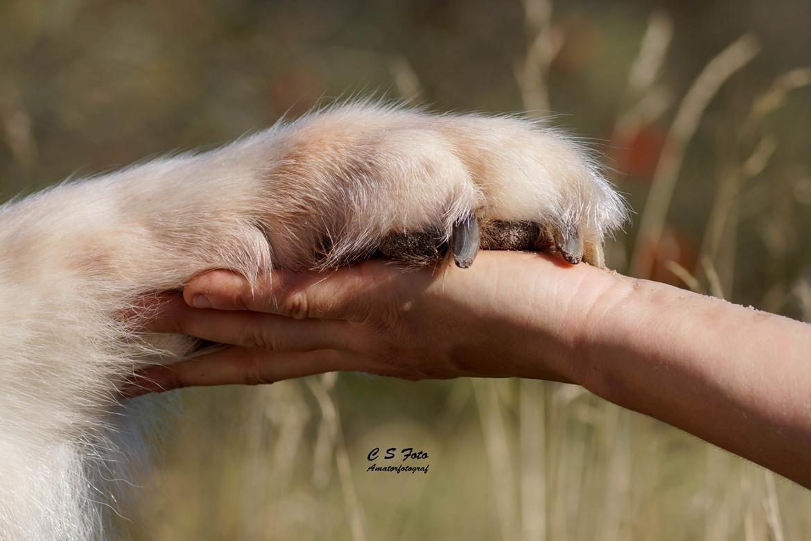 Alaskan malamute Ricky - Taget af C S Foto 270915 billede 2