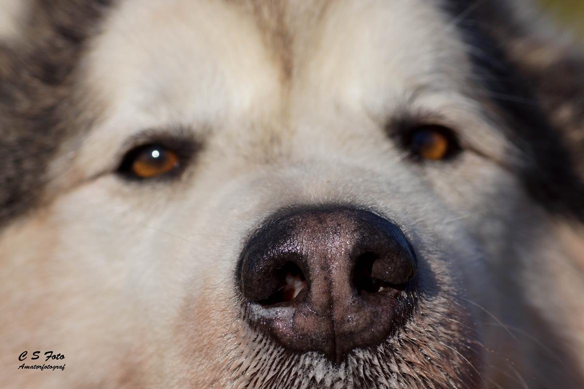 Alaskan malamute Ricky - Taget af C S Foto 270915 billede 8