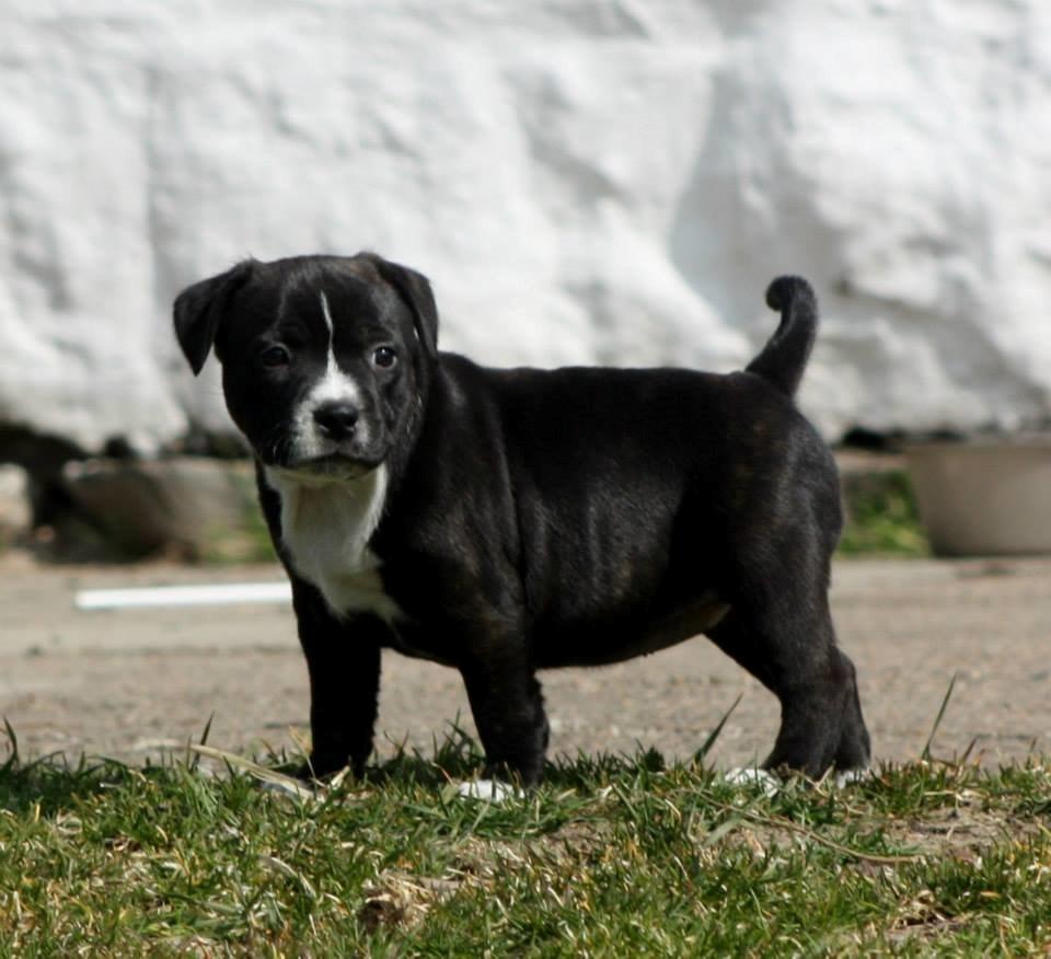 Staffordshire bull terrier Nova billede 1