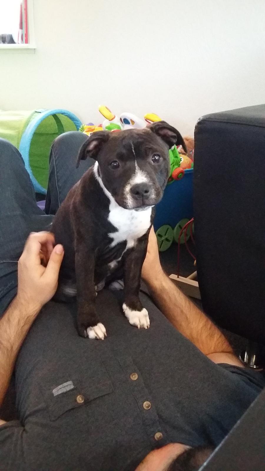 Staffordshire bull terrier Nova billede 4